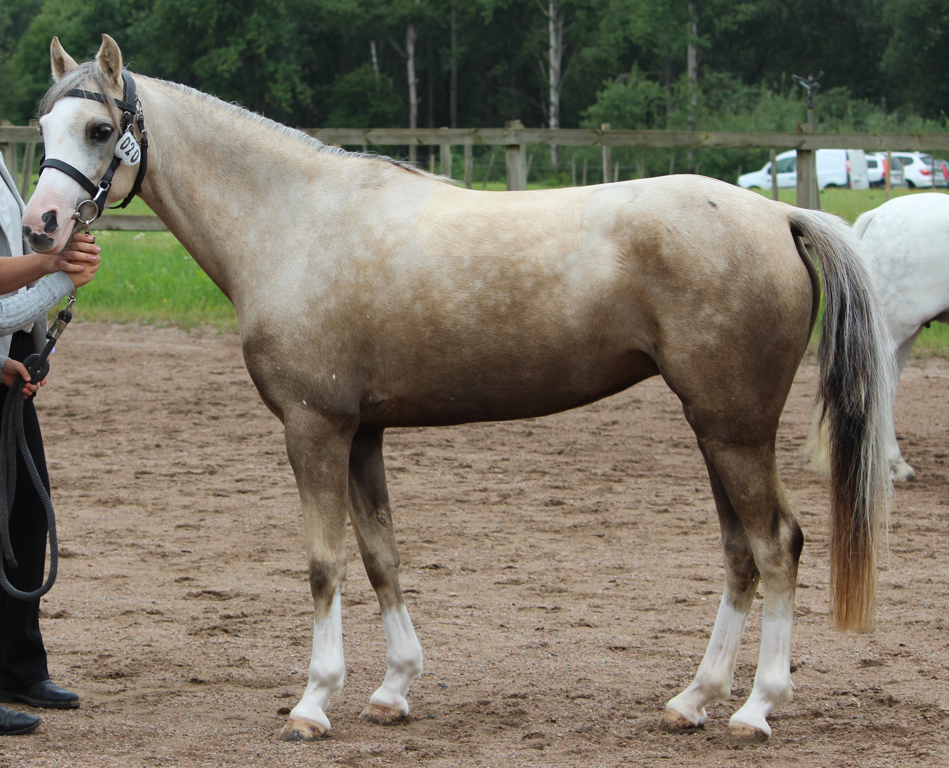 Birtley Royal Empress 38p