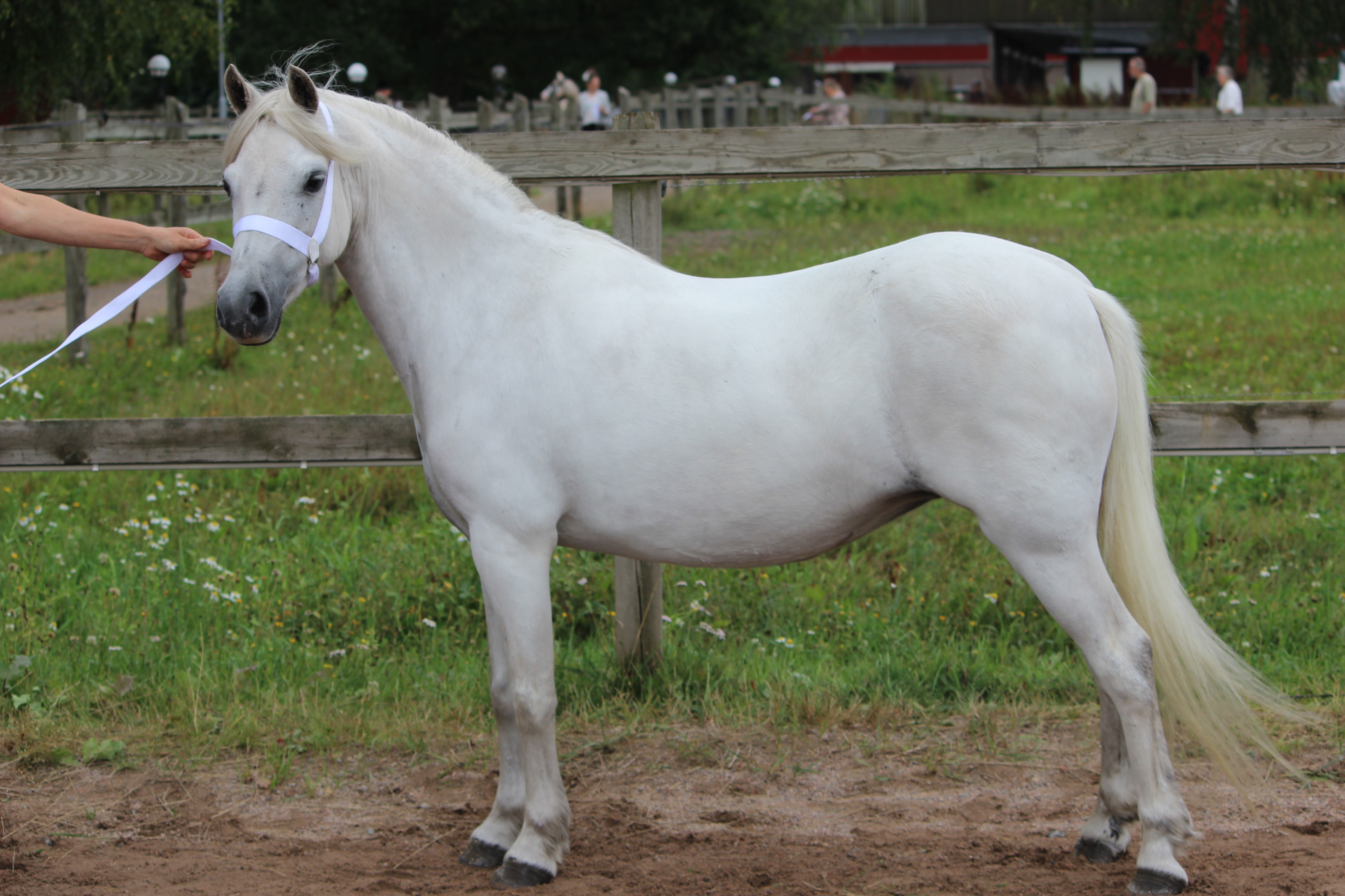 Björkedals Stella Nova 37p
