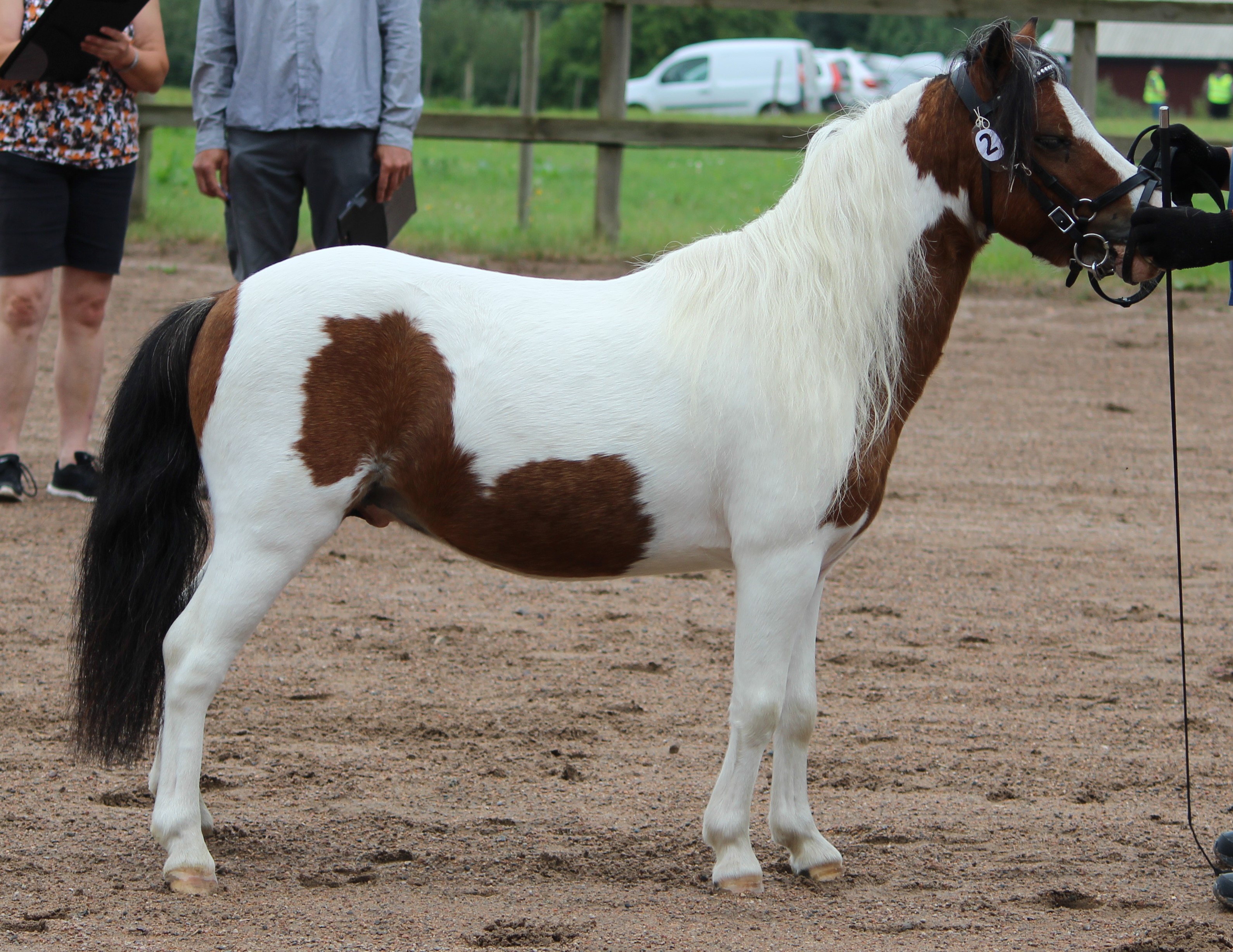 Klättorps Tribute Opal 37p