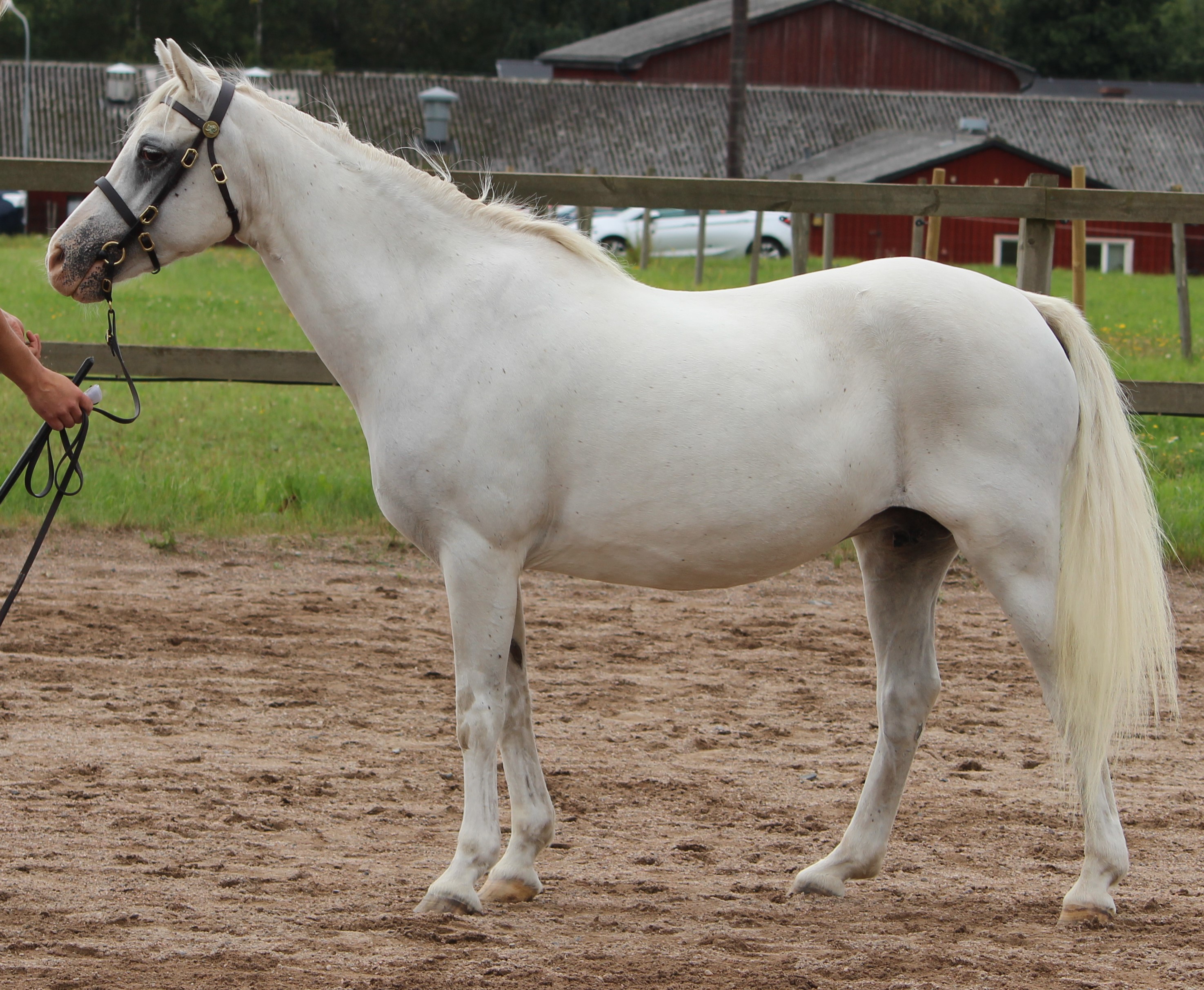 Kulltorps Belinda 42p