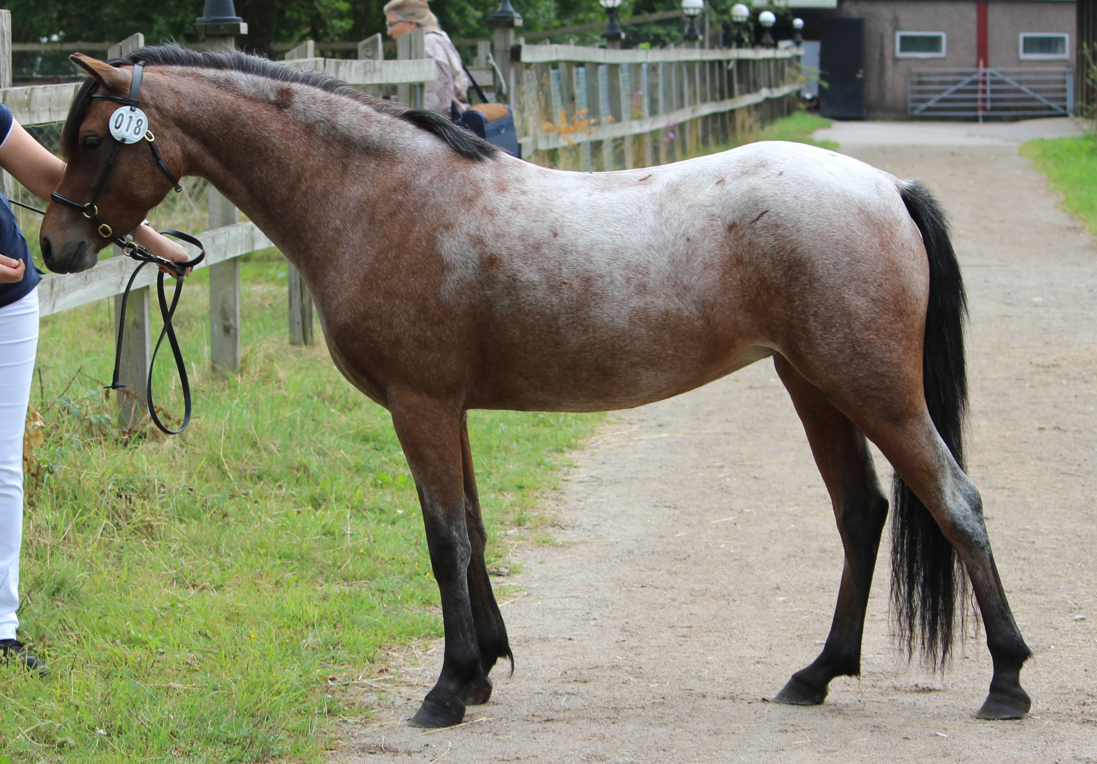 Kulltorps Vilma 40p