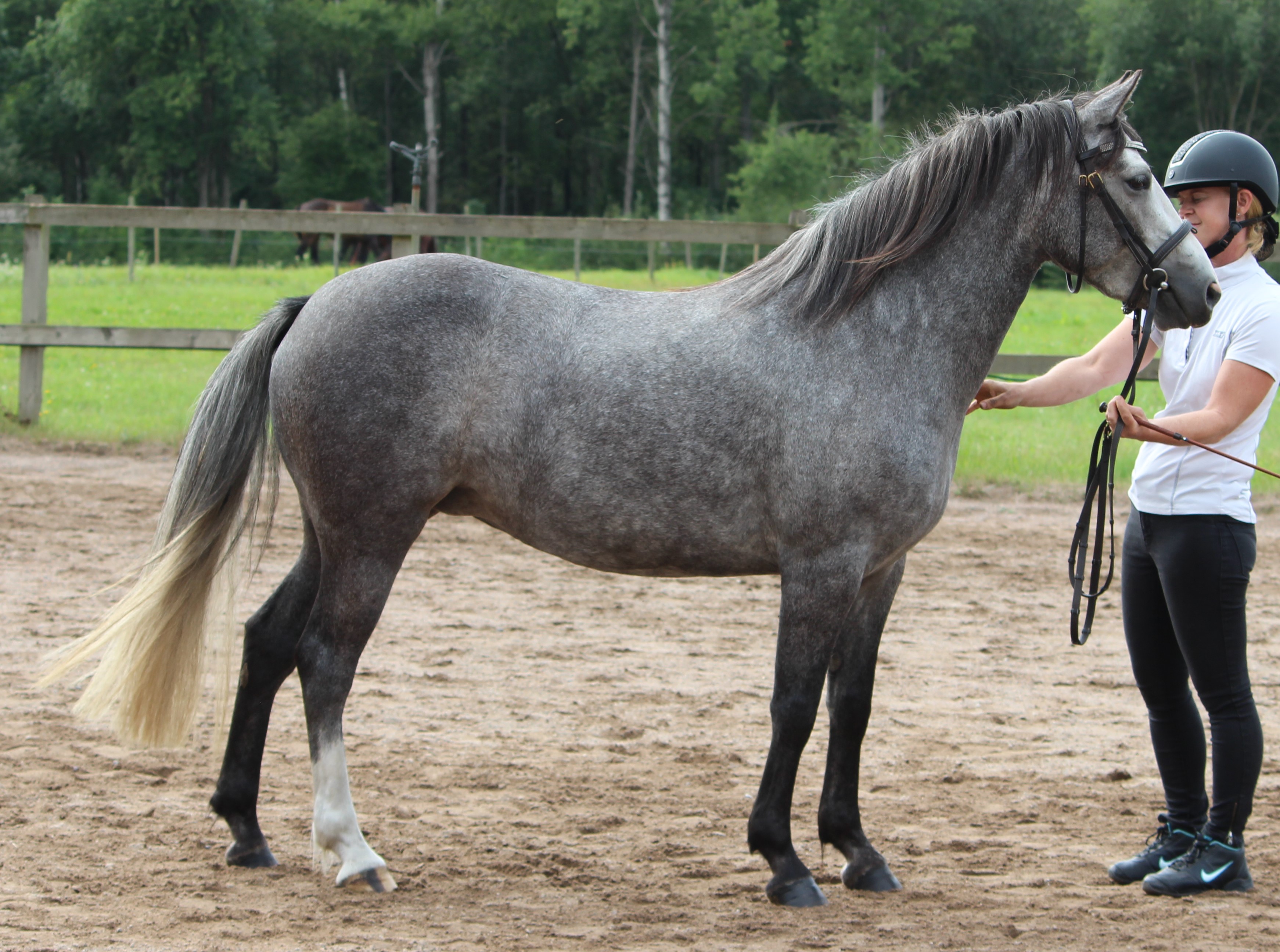Sparrebo Naomi 38p