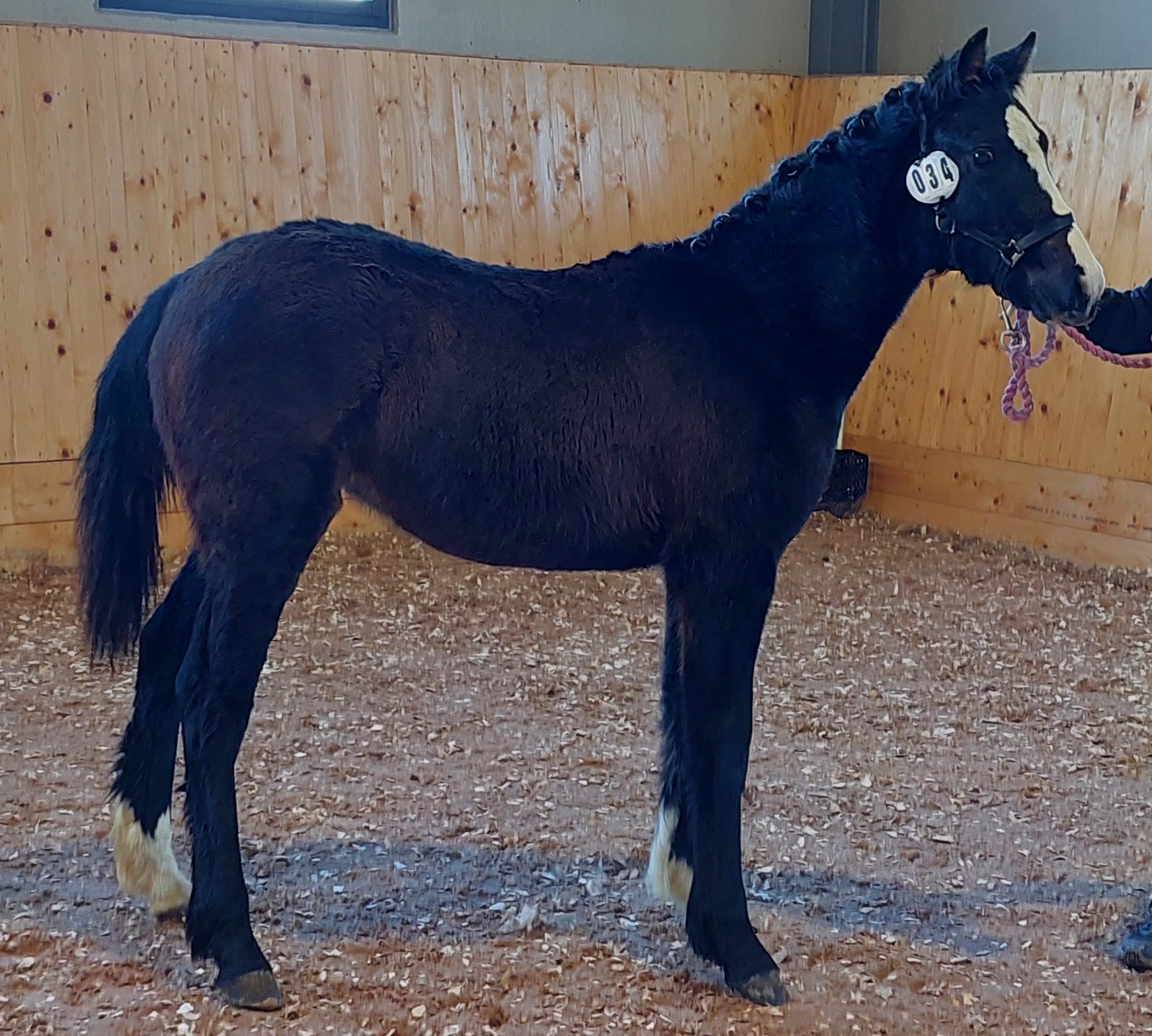 Älvan 37p