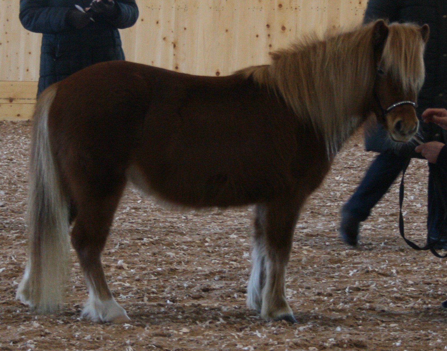 Lurviga Lozana 37p