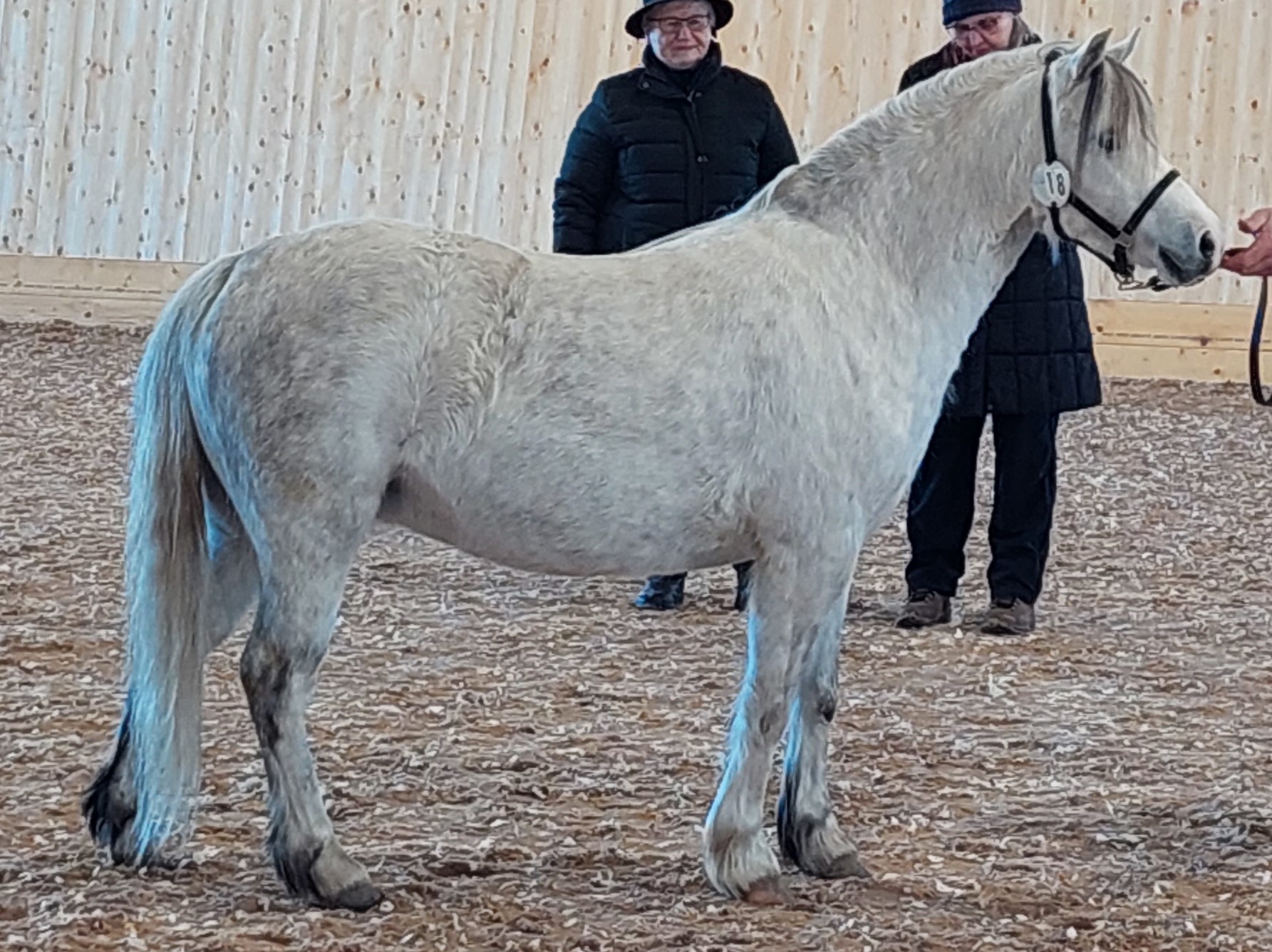Molstabergs Mirabelle 42p