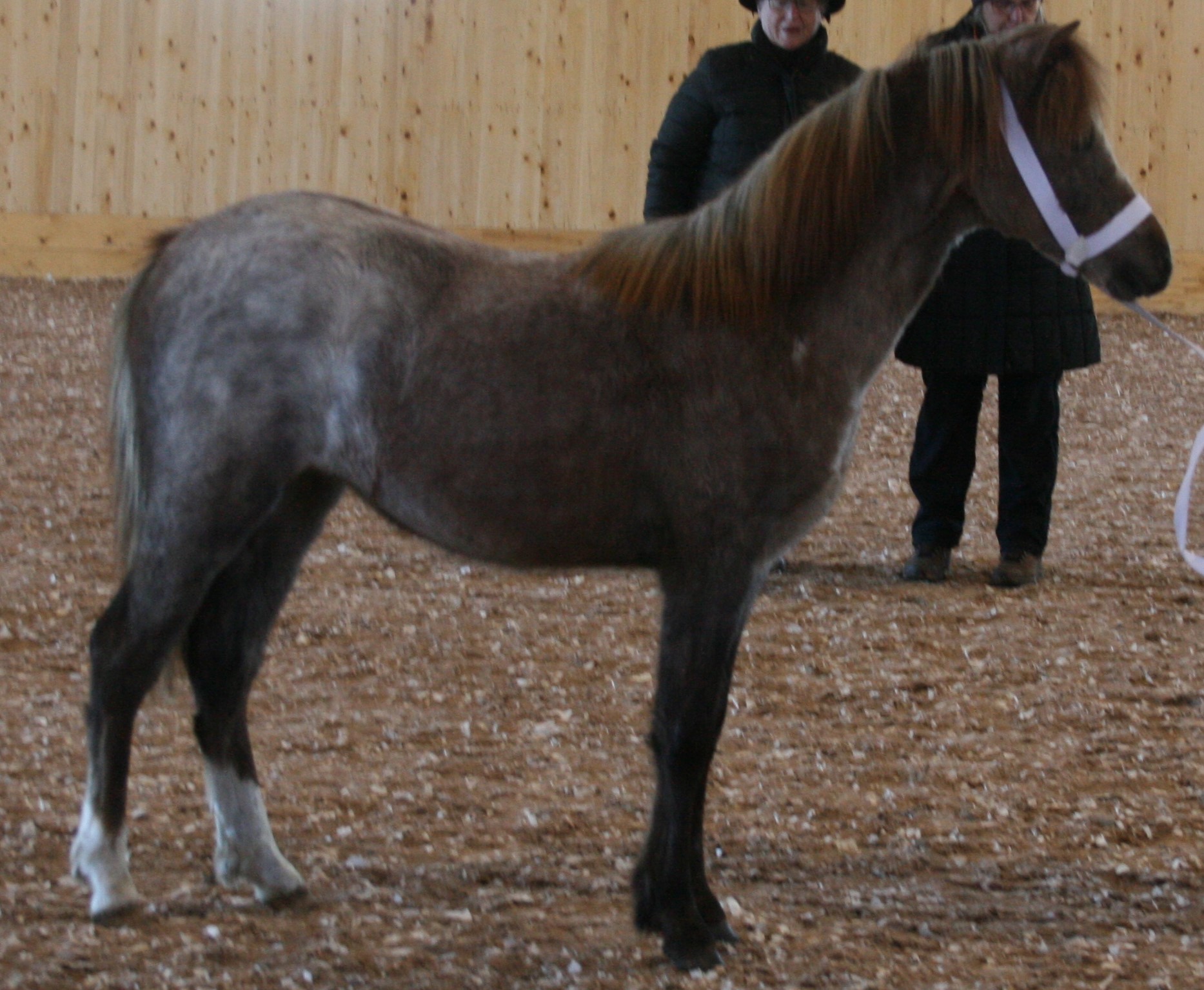Stockaremåla Lady Minta 40p