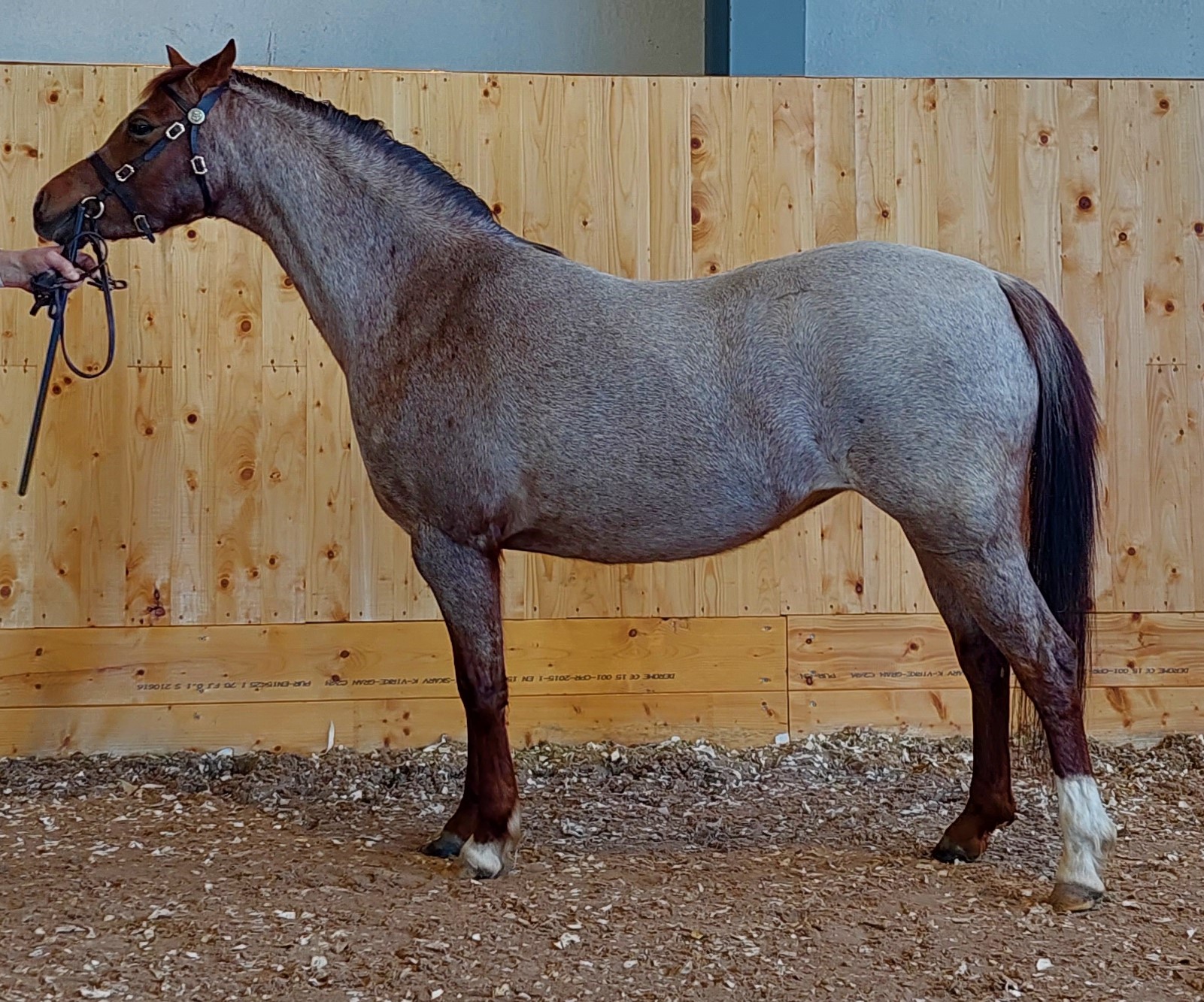 Paddock Chelsea Girl 42 p