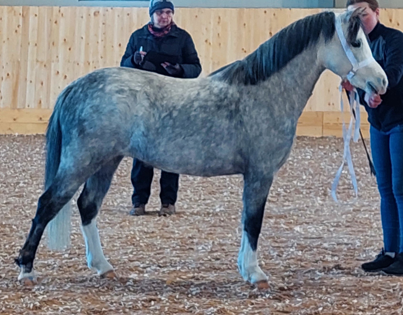 Stockaremåla Lily 39p