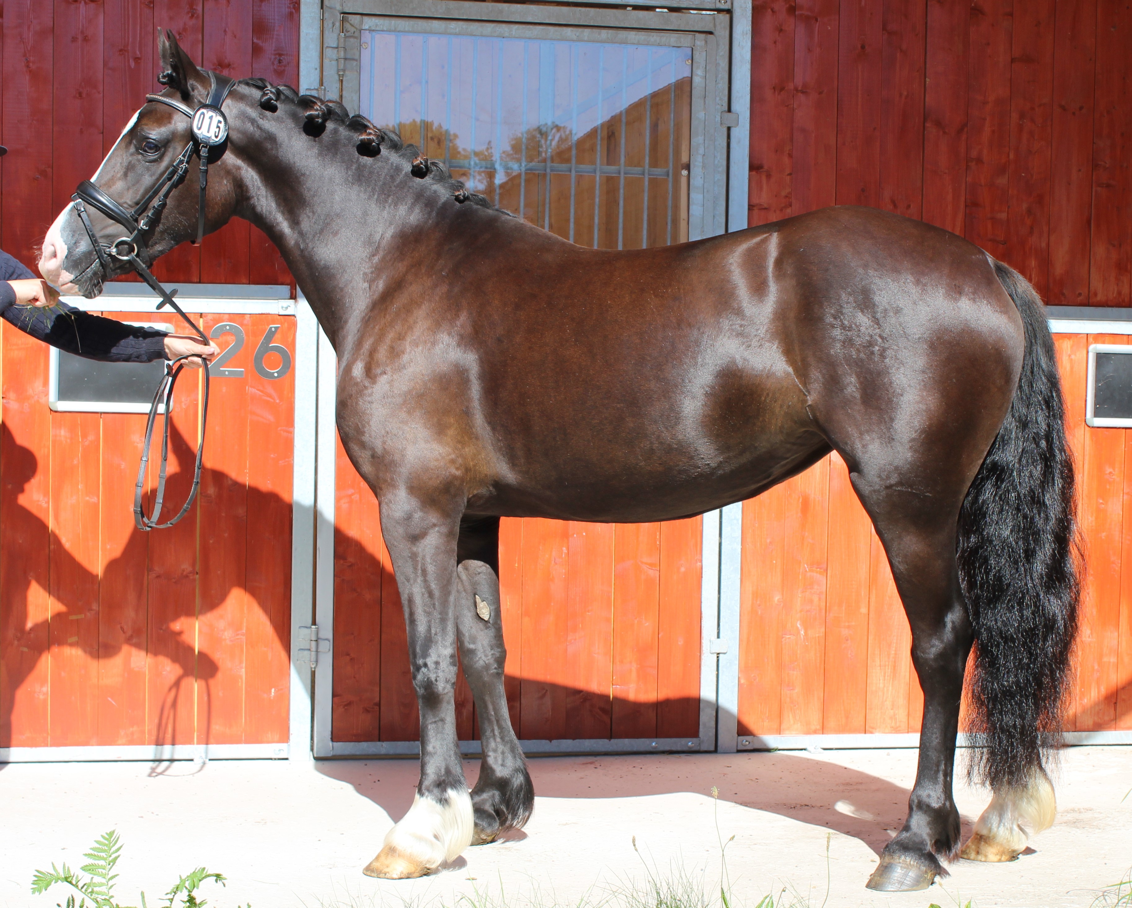 Princess Sarah gång 45, hopp 42