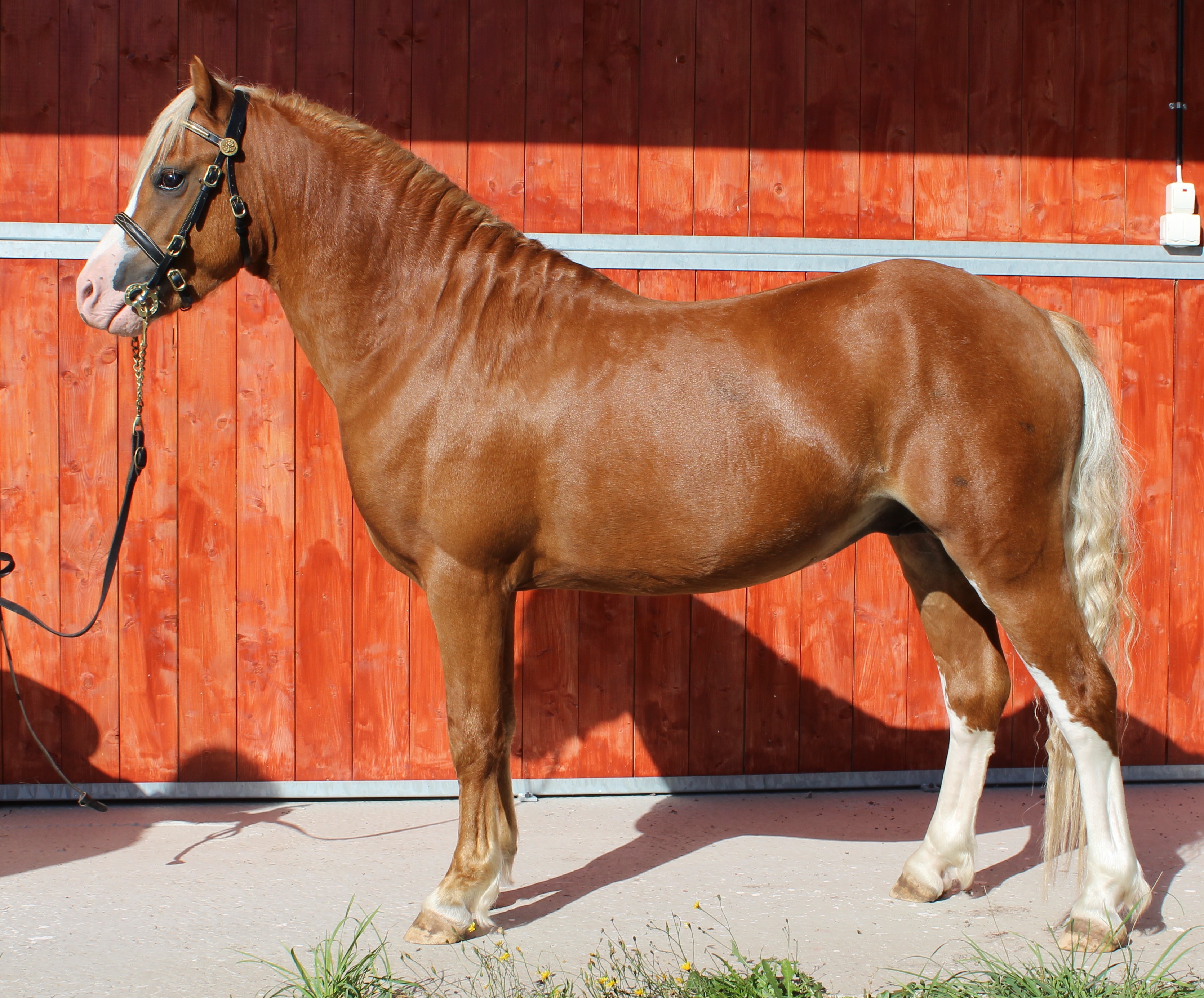 Thistledown Grady gång 46 hopp 45
